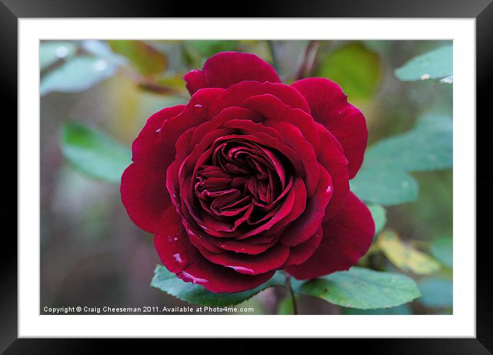 Deep red rose Framed Mounted Print by Craig Cheeseman