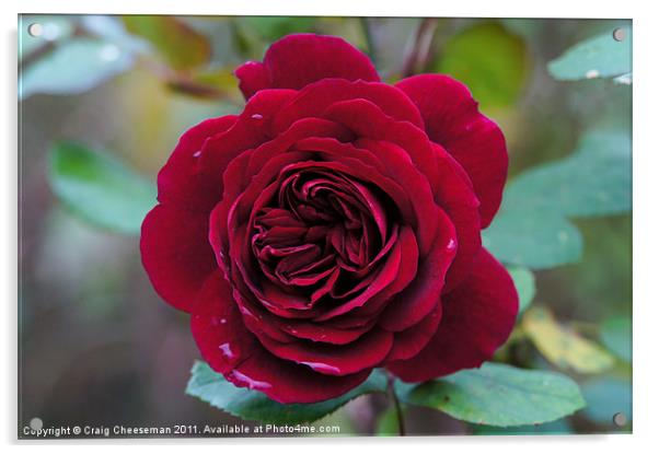 Deep red rose Acrylic by Craig Cheeseman