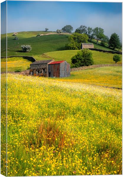 Muker Buttercup and Wildflower Meadows Canvas Print by Tim Hill