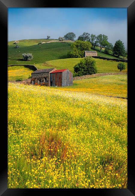 Muker Buttercup and Wildflower Meadows Framed Print by Tim Hill