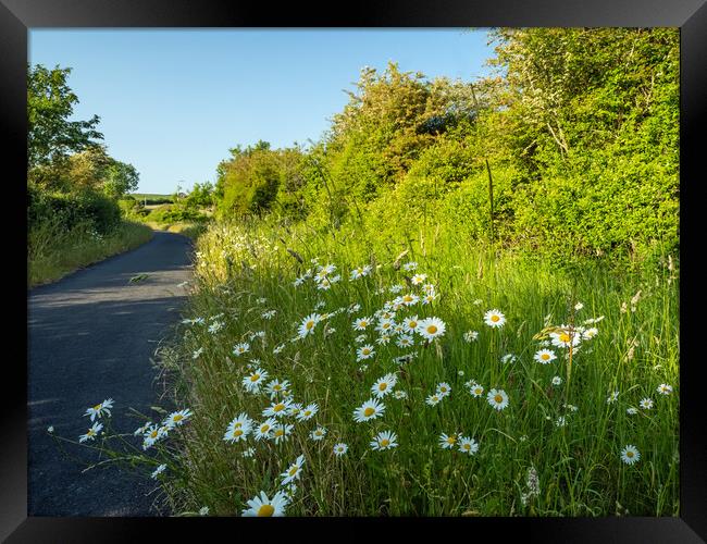 Summer on the Tarka Trail  Framed Print by Tony Twyman