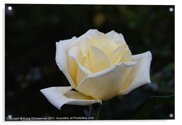 White rose Acrylic by Craig Cheeseman