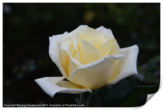 White rose Print by Craig Cheeseman