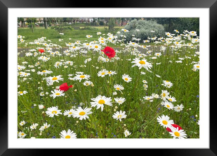 English Wild Flowers - Ox-eye Daisies and Poppies Framed Mounted Print by Jim Jones