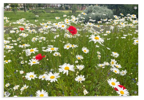 English Wild Flowers - Ox-eye Daisies and Poppies Acrylic by Jim Jones