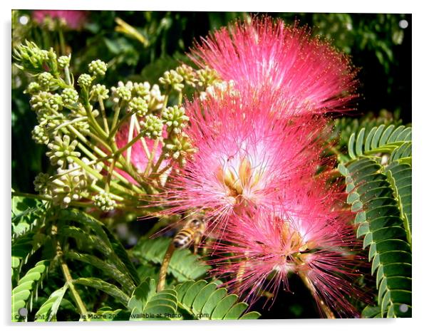 Pink Mimosa Acrylic by Stephanie Moore