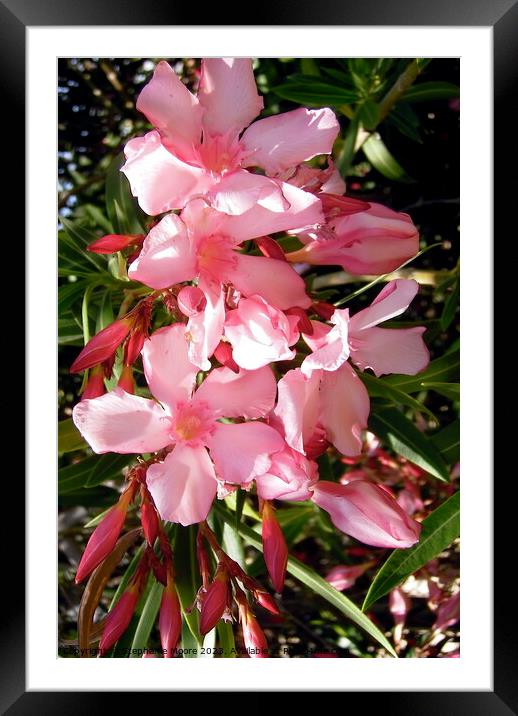 Pink Oleanders Framed Mounted Print by Stephanie Moore
