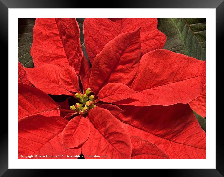 Red Poinsettia Plant for Christmas Framed Mounted Print by Jane McIlroy