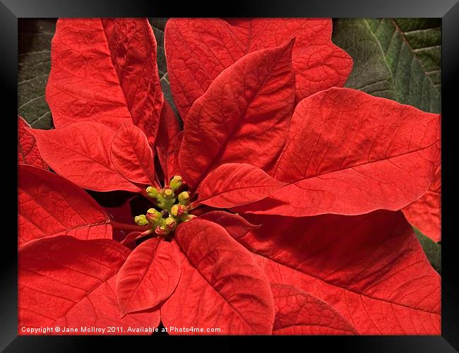 Red Poinsettia Plant for Christmas Framed Print by Jane McIlroy