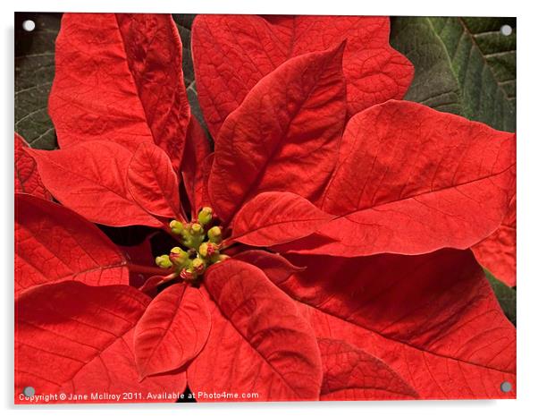 Red Poinsettia Plant for Christmas Acrylic by Jane McIlroy