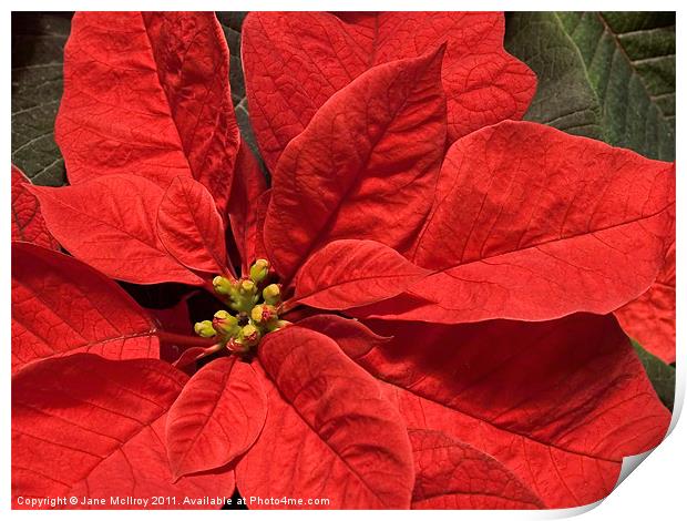 Red Poinsettia Plant for Christmas Print by Jane McIlroy