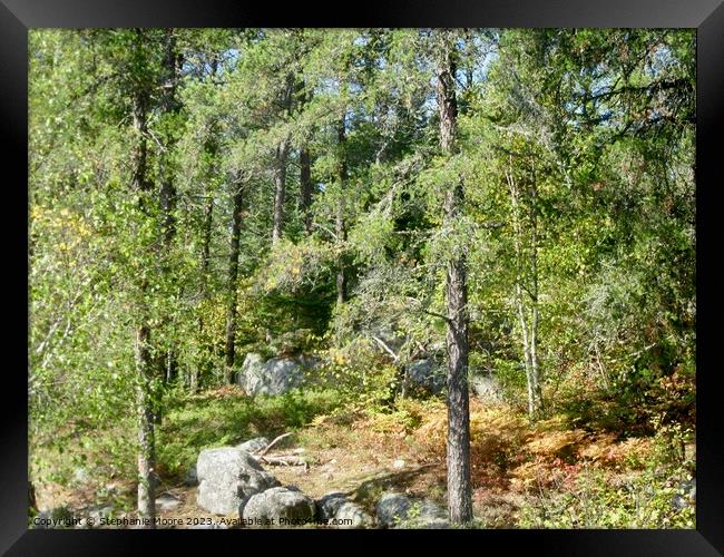 Forest  Framed Print by Stephanie Moore