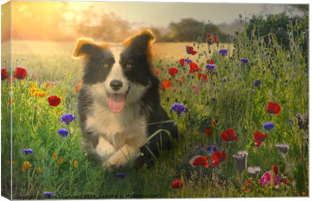 Resting Border Collie Canvas Print by Alison Chambers