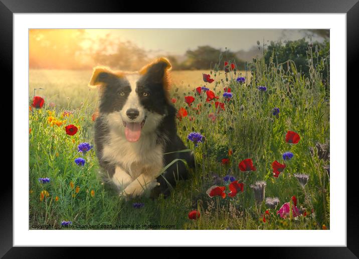 Resting Border Collie Framed Mounted Print by Alison Chambers