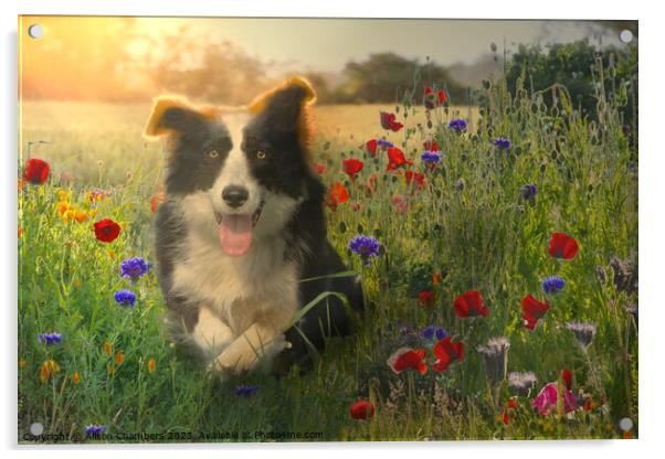 Resting Border Collie Acrylic by Alison Chambers