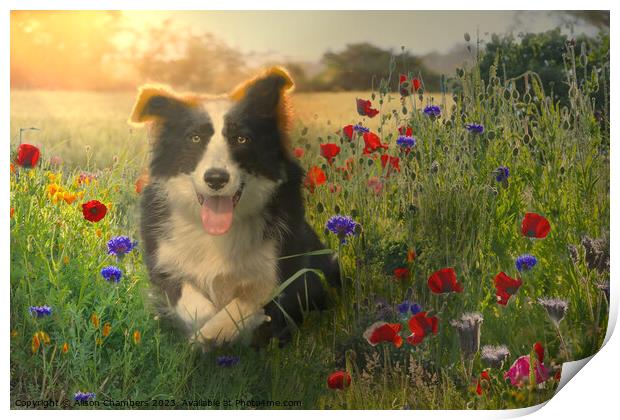 Resting Border Collie Print by Alison Chambers
