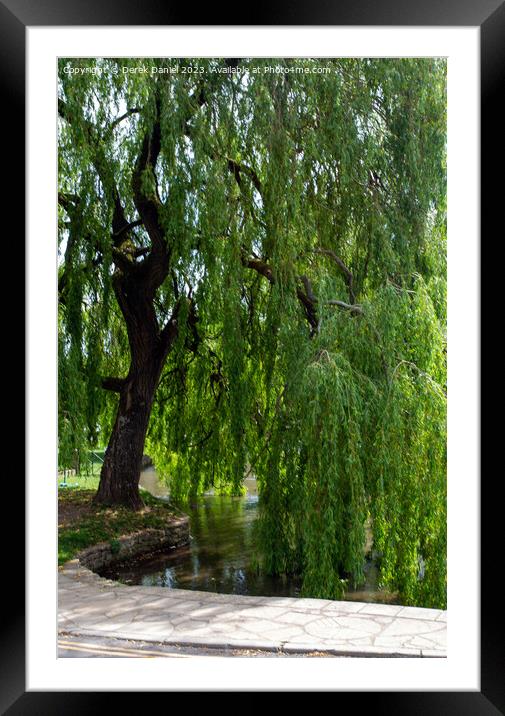 The Graceful Willow Framed Mounted Print by Derek Daniel