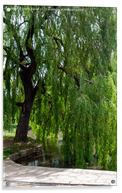 The Graceful Willow Acrylic by Derek Daniel