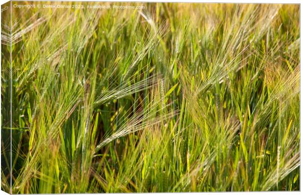 An Abstract Image of Wheat Blowing in the Wind Canvas Print by Derek Daniel