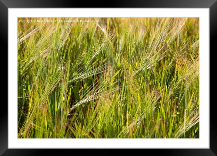 An Abstract Image of Wheat Blowing in the Wind Framed Mounted Print by Derek Daniel