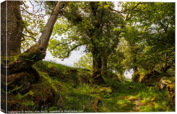 Woodland path on Dartmoor Canvas Print by Bruce Little