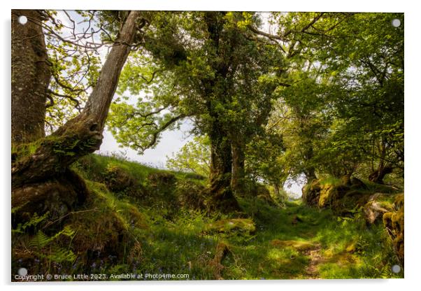 Woodland path on Dartmoor Acrylic by Bruce Little