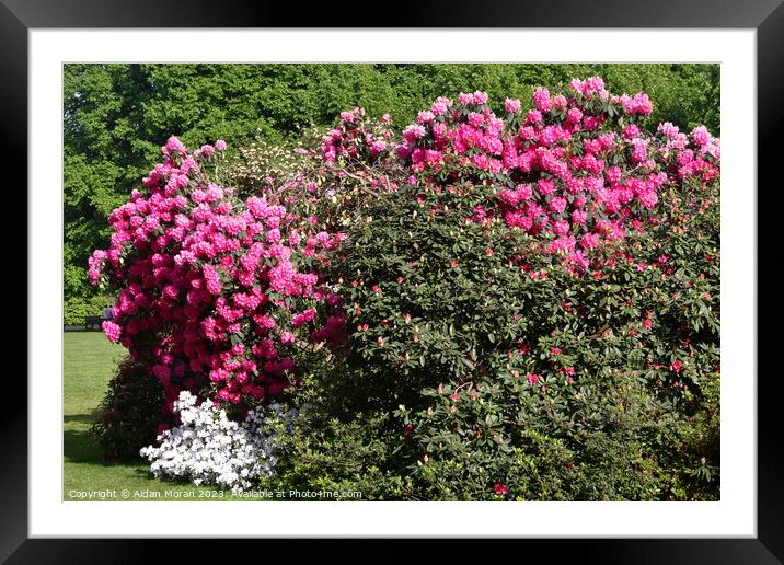 Kenwood Rhododendron Garden  Framed Mounted Print by Aidan Moran