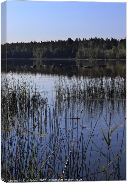 Summer at Lake Aras, Sweden Canvas Print by Imladris 