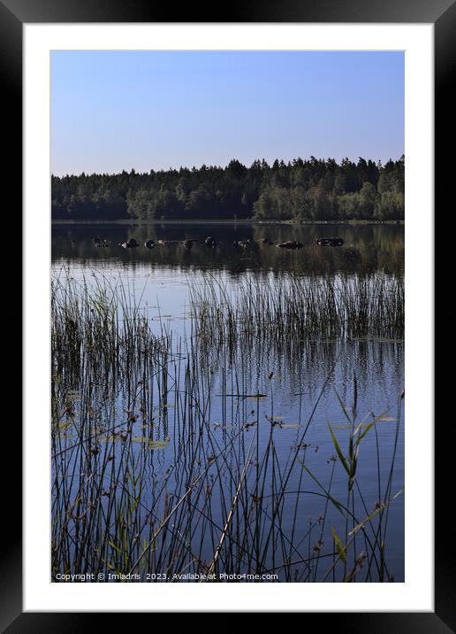 Summer at Lake Aras, Sweden Framed Mounted Print by Imladris 