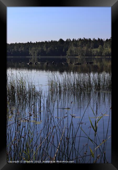 Summer at Lake Aras, Sweden Framed Print by Imladris 
