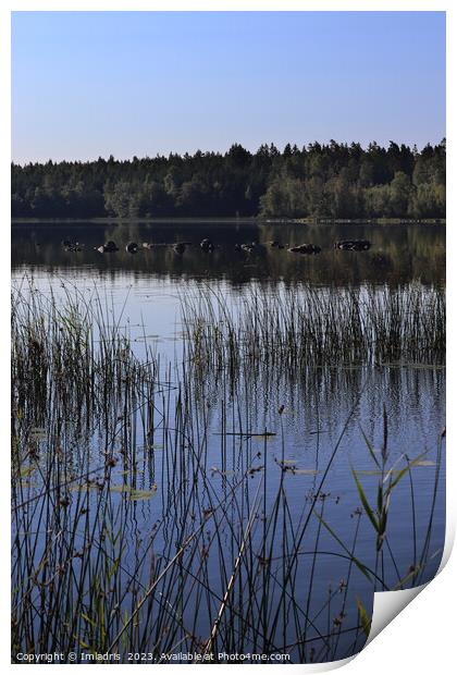 Summer at Lake Aras, Sweden Print by Imladris 