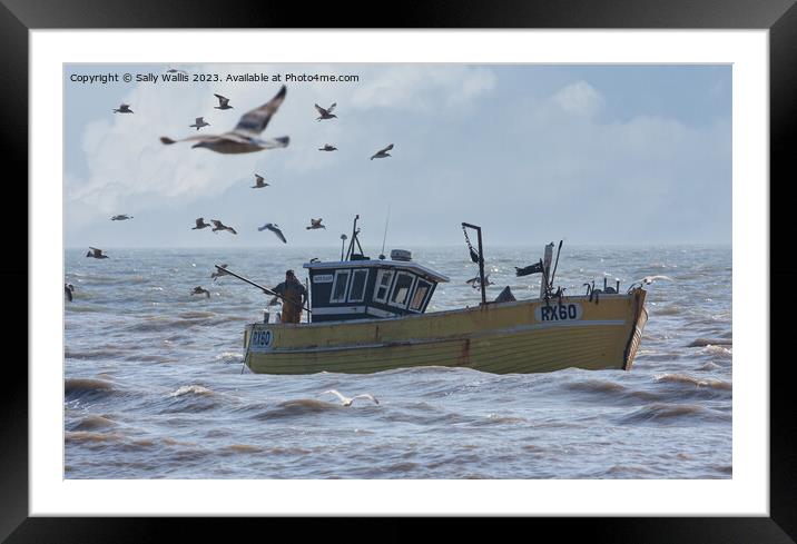 Gulls accompanying Boat home Framed Mounted Print by Sally Wallis