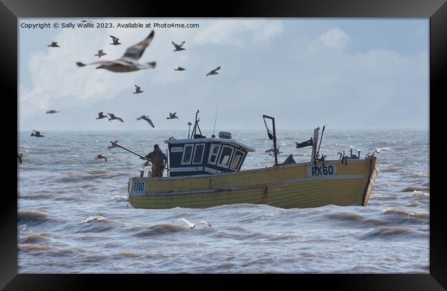 Gulls accompanying Boat home Framed Print by Sally Wallis