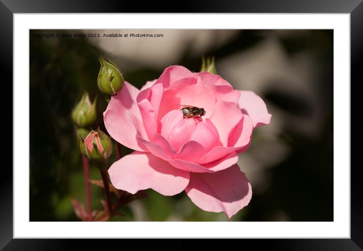 Bee On Rose Framed Mounted Print by Sally Wallis
