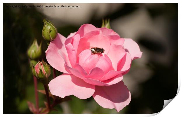 Bee On Rose Print by Sally Wallis