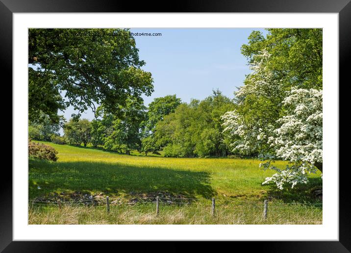 A buttercup field and summertime Brecon Beacons Framed Mounted Print by Nick Jenkins