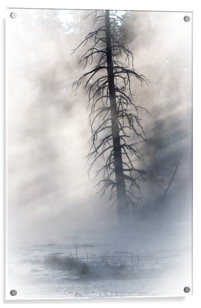 Lone Tree, Fountain Paintpots Yellowstone USA Acrylic by Barbara Jones