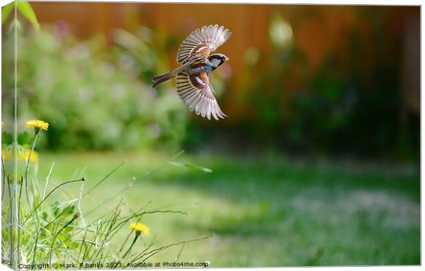 Sparrow Fly By Canvas Print by Mark  F Banks