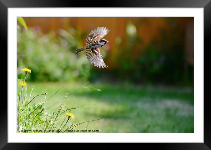 Sparrow Fly By Framed Mounted Print by Mark  F Banks