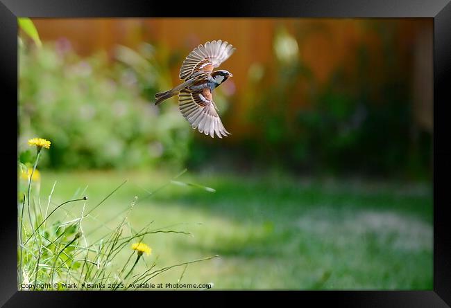 Sparrow Fly By Framed Print by Mark  F Banks