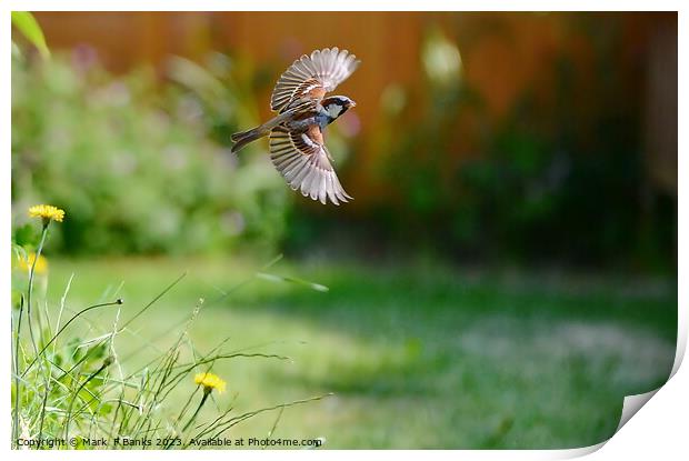 Sparrow Fly By Print by Mark  F Banks