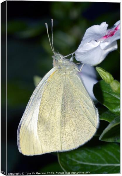 Cabbage White Canvas Print by Tom McPherson