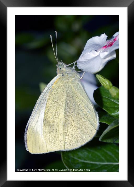 Cabbage White Framed Mounted Print by Tom McPherson