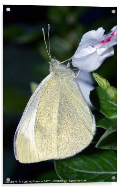 Cabbage White Acrylic by Tom McPherson