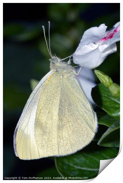 Cabbage White Print by Tom McPherson