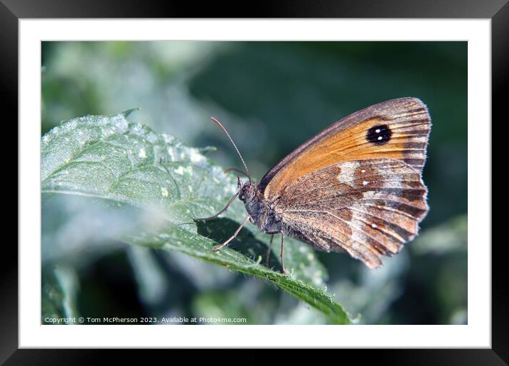 Serene Beauty: A Butterfly's Tranquil Moment Framed Mounted Print by Tom McPherson