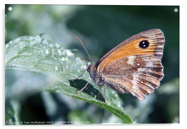 Serene Beauty: A Butterfly's Tranquil Moment Acrylic by Tom McPherson