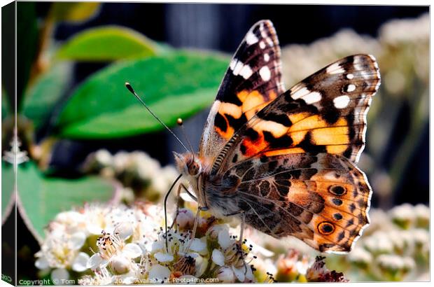 A colorful Painted Lady butterfly on a flower Canvas Print by Tom McPherson