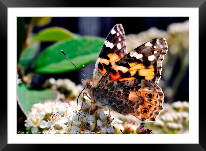 A colorful Painted Lady butterfly on a flower Framed Mounted Print by Tom McPherson