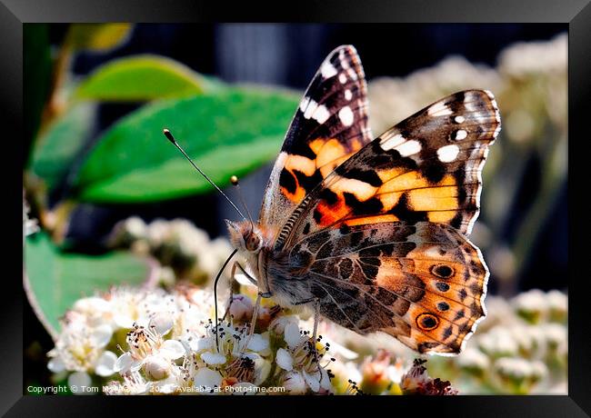 A colorful Painted Lady butterfly on a flower Framed Print by Tom McPherson